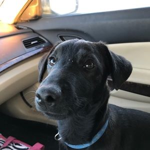 Meet your Posher, Dasha